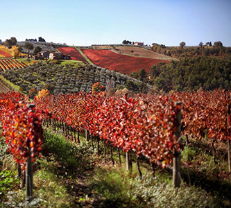 Vigneti di Sangiovese, Sagrantino e Chardonnay. Produzione e vendita uva da vino Cariani Bevagna Umbria