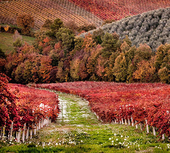 Colline Umbria con vigneti in autunno - Azienda Agricola Cariani Bevagna Perugia Umbria