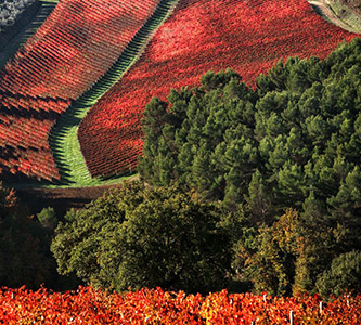 Vigneti in autunno sulle colline umbre - Cariani Azienda Agricola Bevagna Umbria