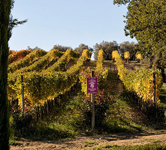 Montefalco Rosso Col Cimino Bevagna Umbria - Azienda Agraria Cariani