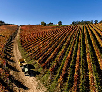 Vendemmia raccolta a mano dell'uva nei vigneti - Azienda Agricola Cariani Bevagna Umbria