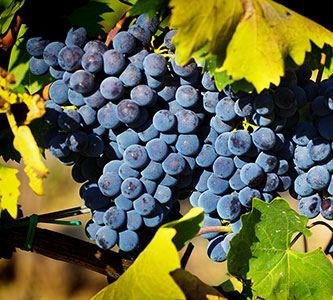 Uve da vino. Produzione e vendita di uva Sangiovese - Azienda Agraria Cariani Bevagna Umbria