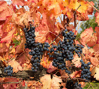 Uve da vino. Produzione e vendita di uva Sagrantino - Azienda Agraria Cariani Bevagna Umbria