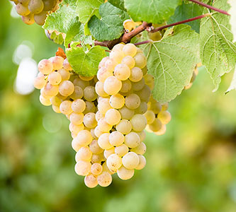 Uve da vino. Produzione e vendita di uva Chardonnay - Azienda Agraria Cariani Bevagna Umbria