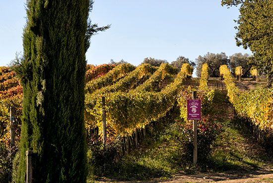 Vigneti vendita uva da vino sagrantino sangiovese chardonnay Cariani Umbria